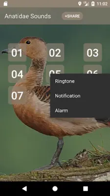 Anatidae Sounds android App screenshot 1