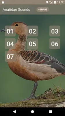 Anatidae Sounds android App screenshot 2